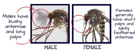 mosquito conclusion image